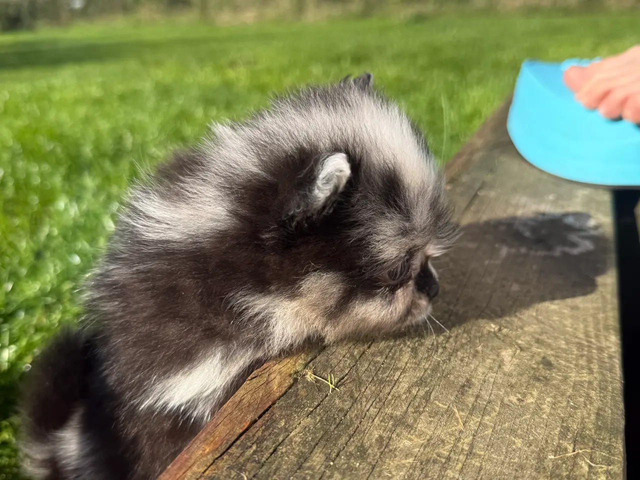 Billede 3 - Pomchi dreng !