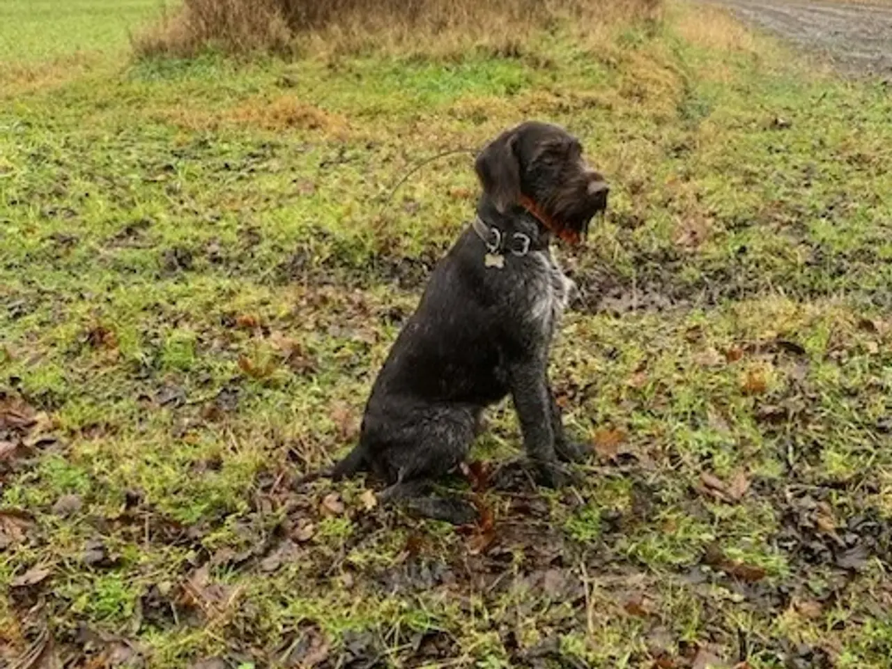 Billede 9 - Ruhåret hønsehunde hvalpe