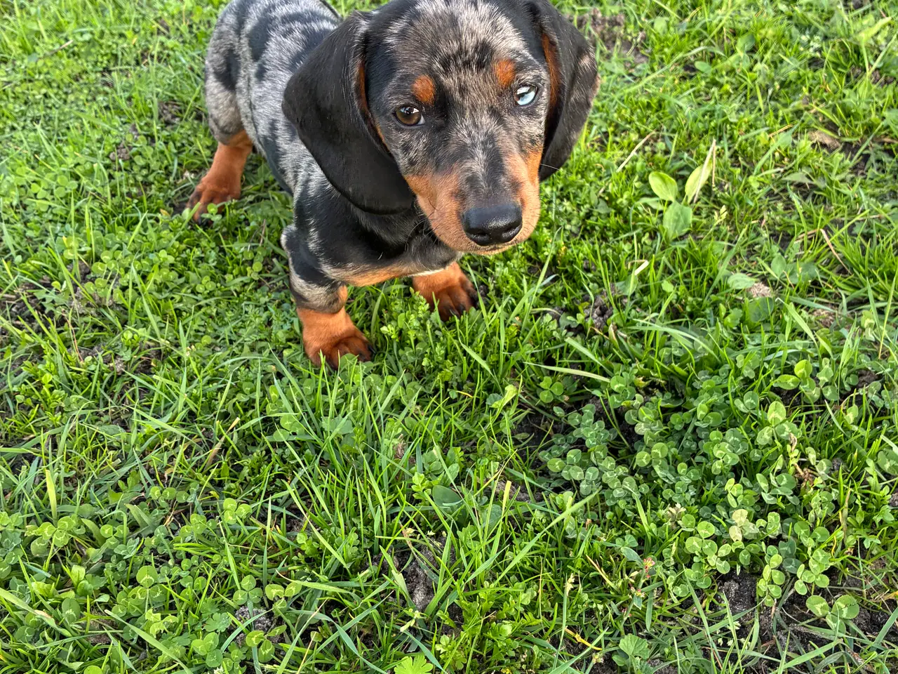 Billede 3 - * ❤️ Søde gravhundehvalpe klar til nye familier 🐶