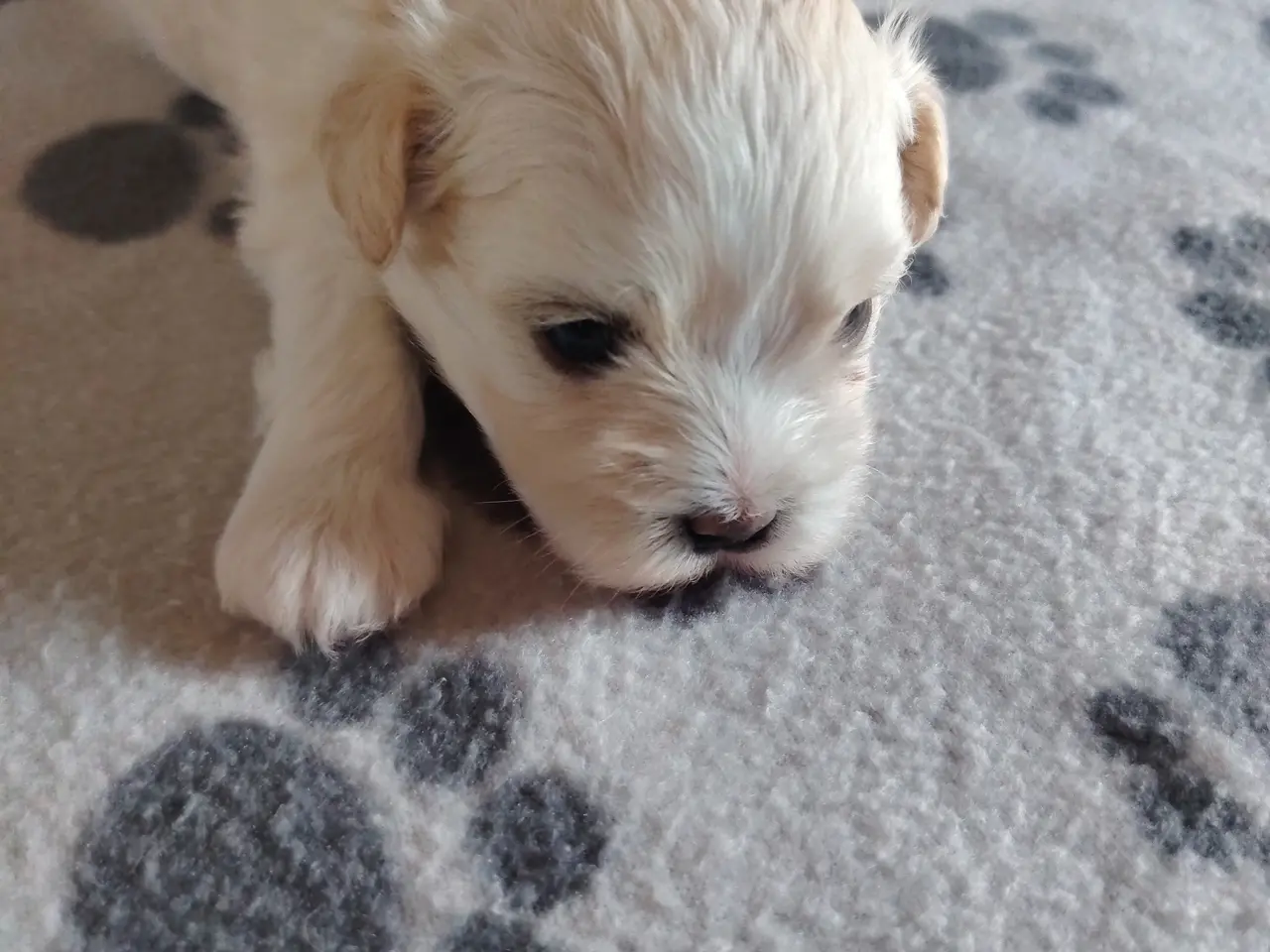 Billede 1 - bichon havanesse hvalpe