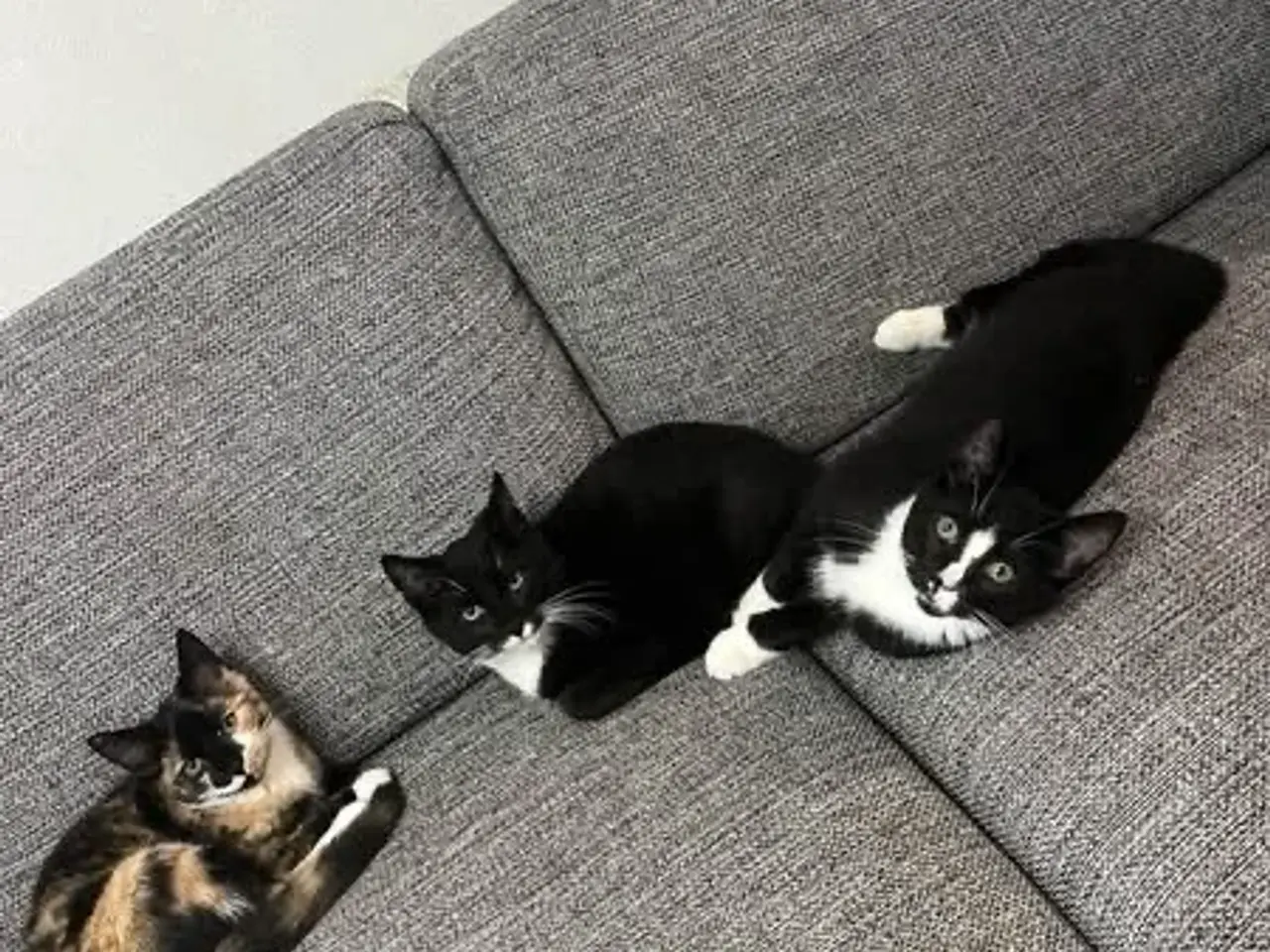 Billede 1 - Tre skønne, kælne killinger søger et hjem 🥰