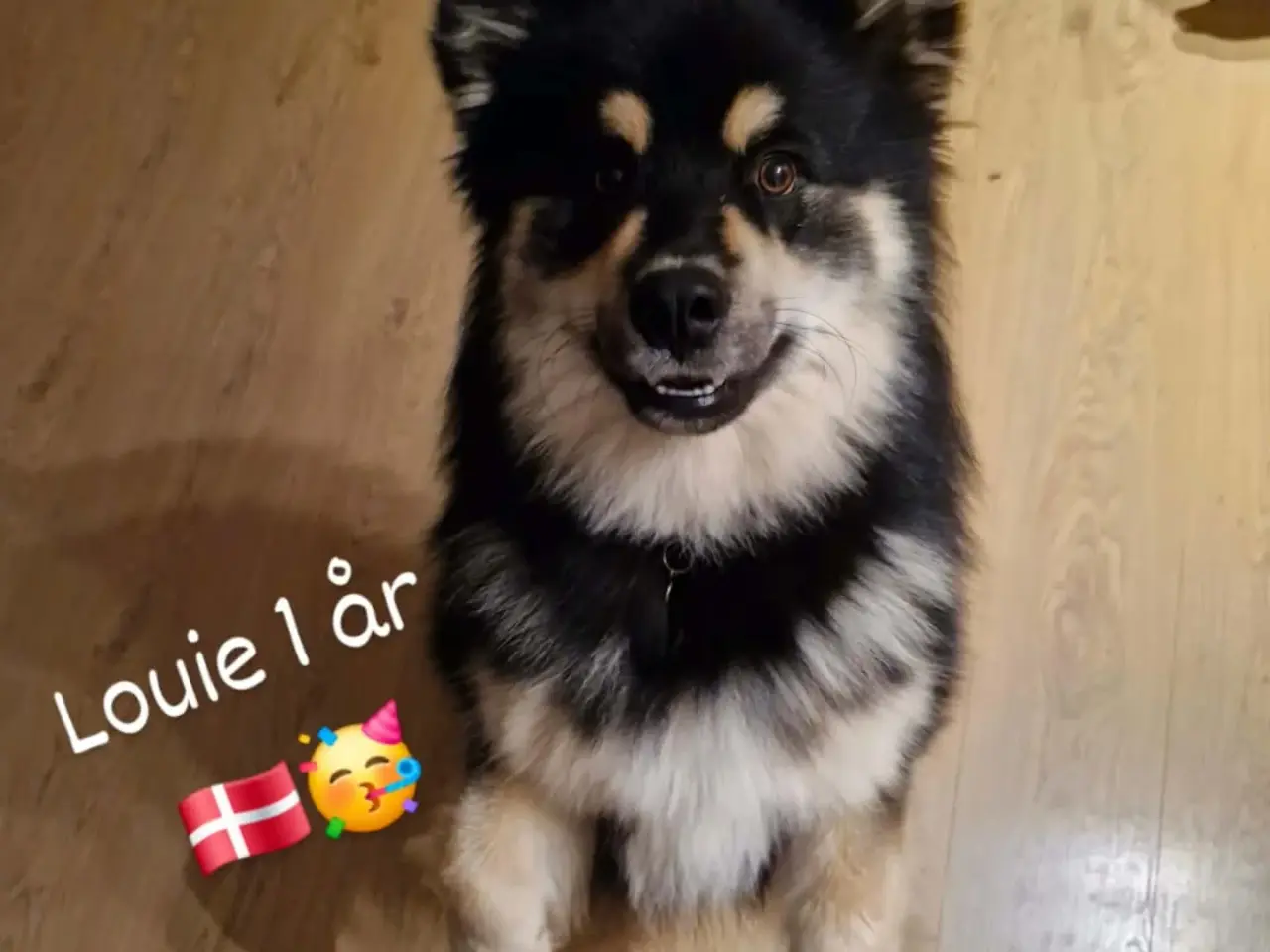 Billede 9 - Louie (ren finsk lapphund) søger nyt hjem