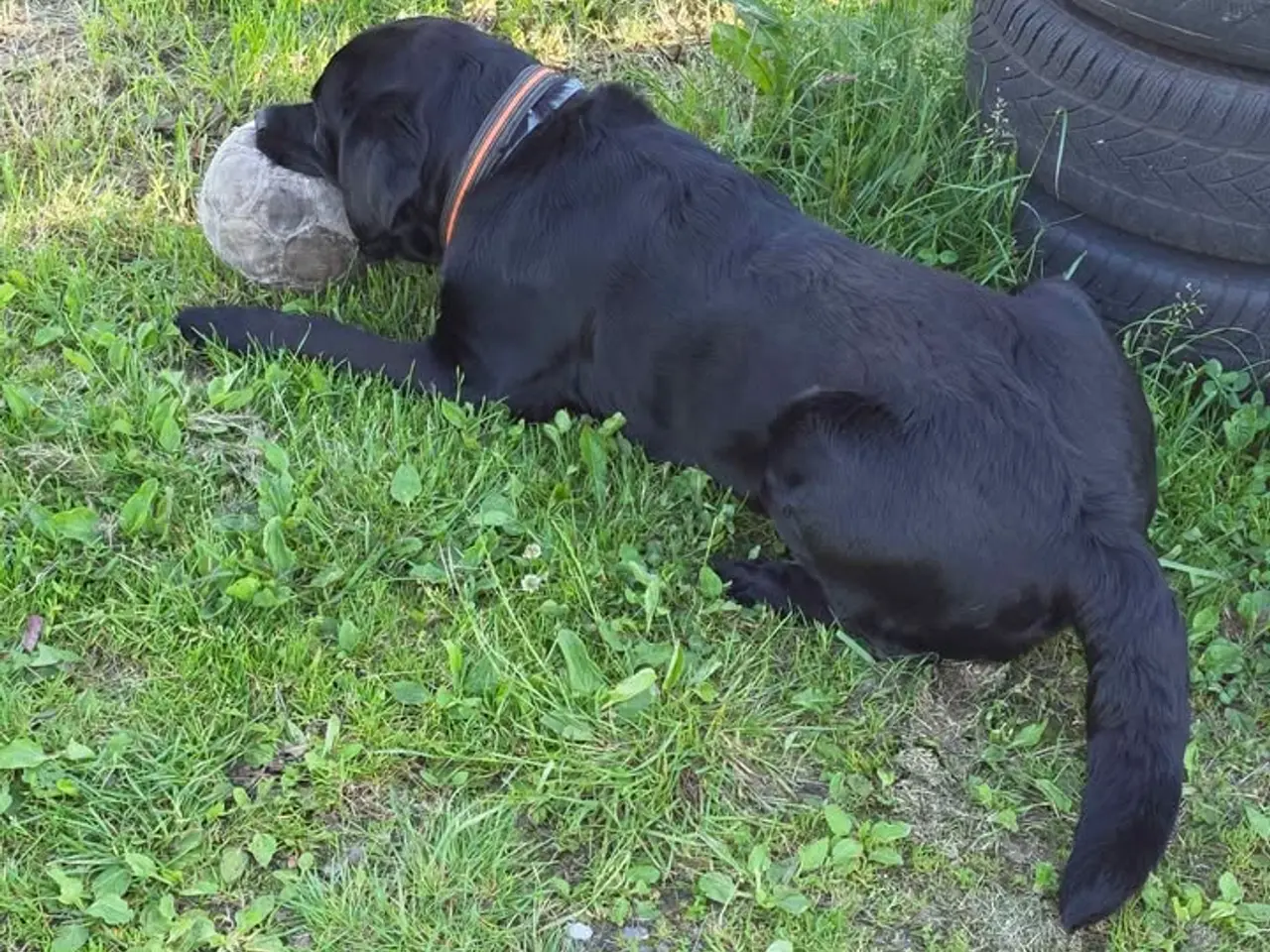 Billede 3 - labrador / berner senne blanding han