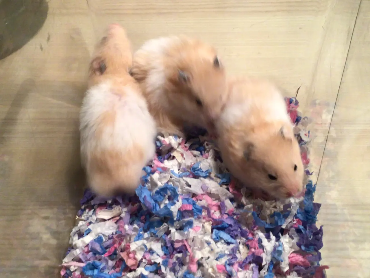 Billede 2 - Langhårede guldhamster