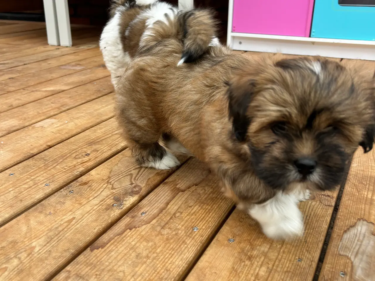 Billede 14 - 3 Lhasa Apso hvalpe, drenge