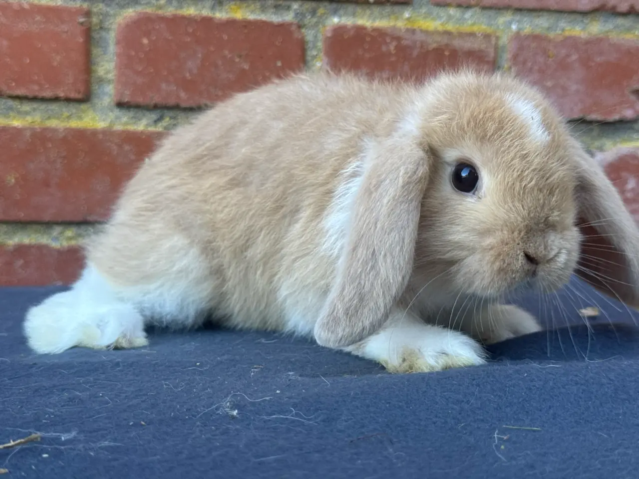 Billede 4 - Mini lop han kanin