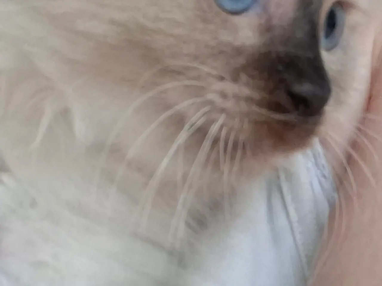 Billede 12 - Skønne Ragdoll killinger 🐾🤎
