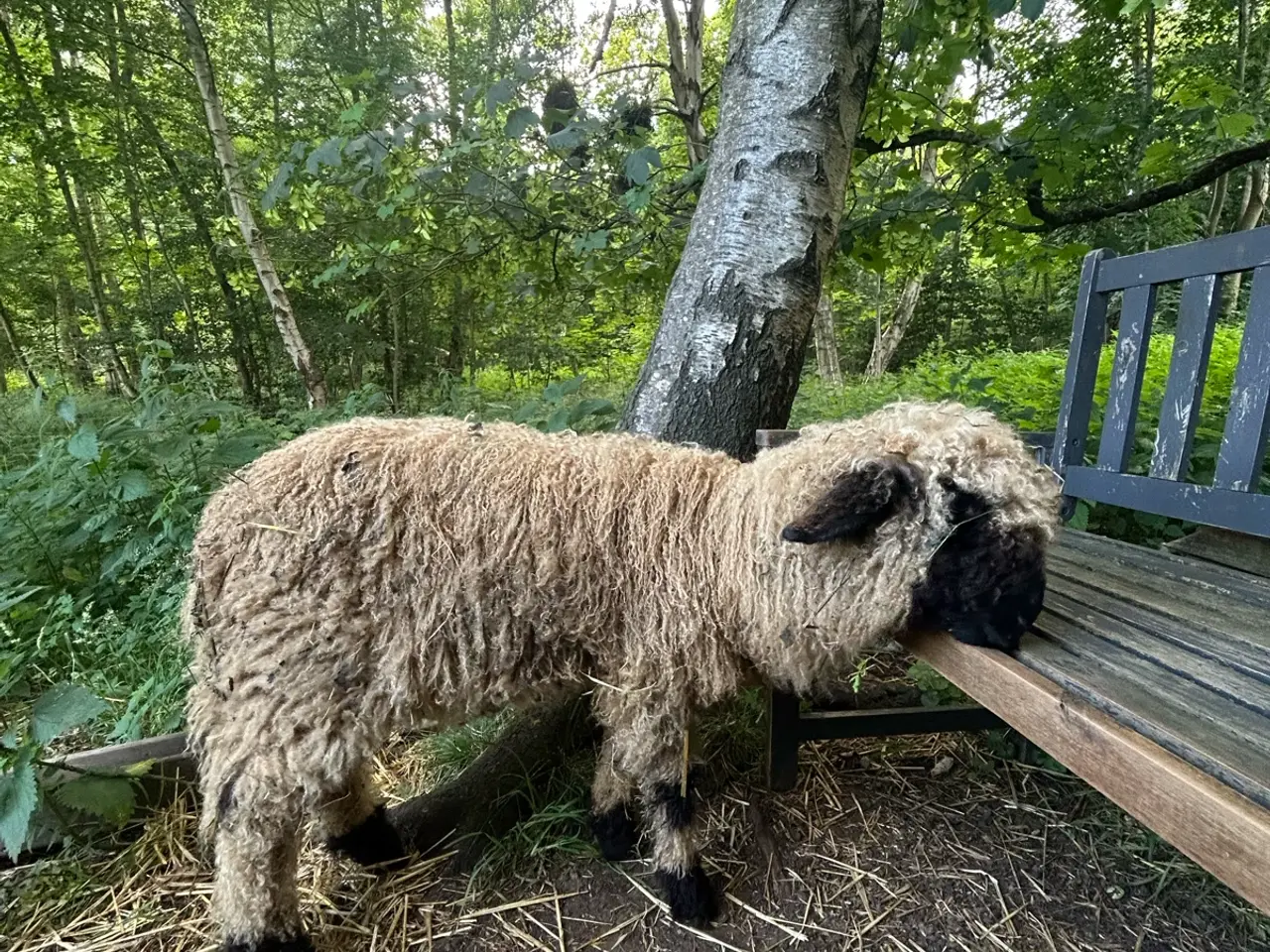 Billede 7 - Smukt Valais Blacknose gimmer lam sæl