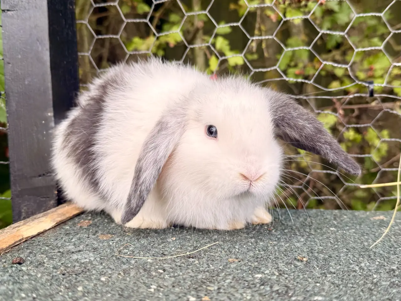 Billede 4 - Mini Lop dreng