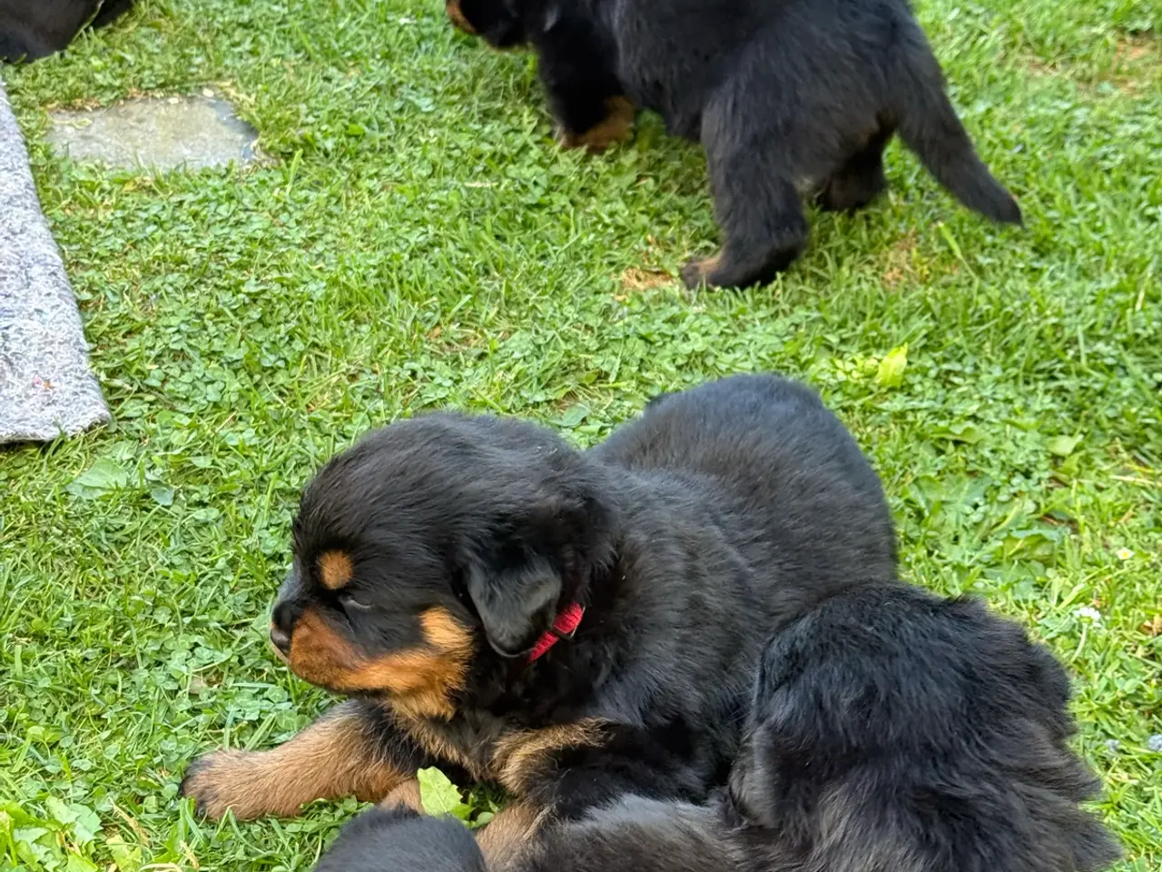 Billede 4 - 7 store rottweiler hvalpe 
