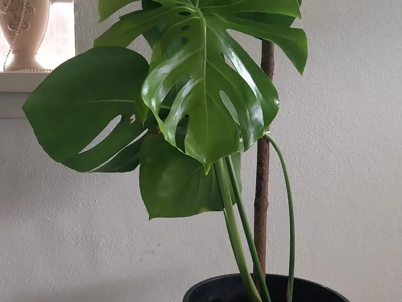 Billede 1 - Plante Monstera 