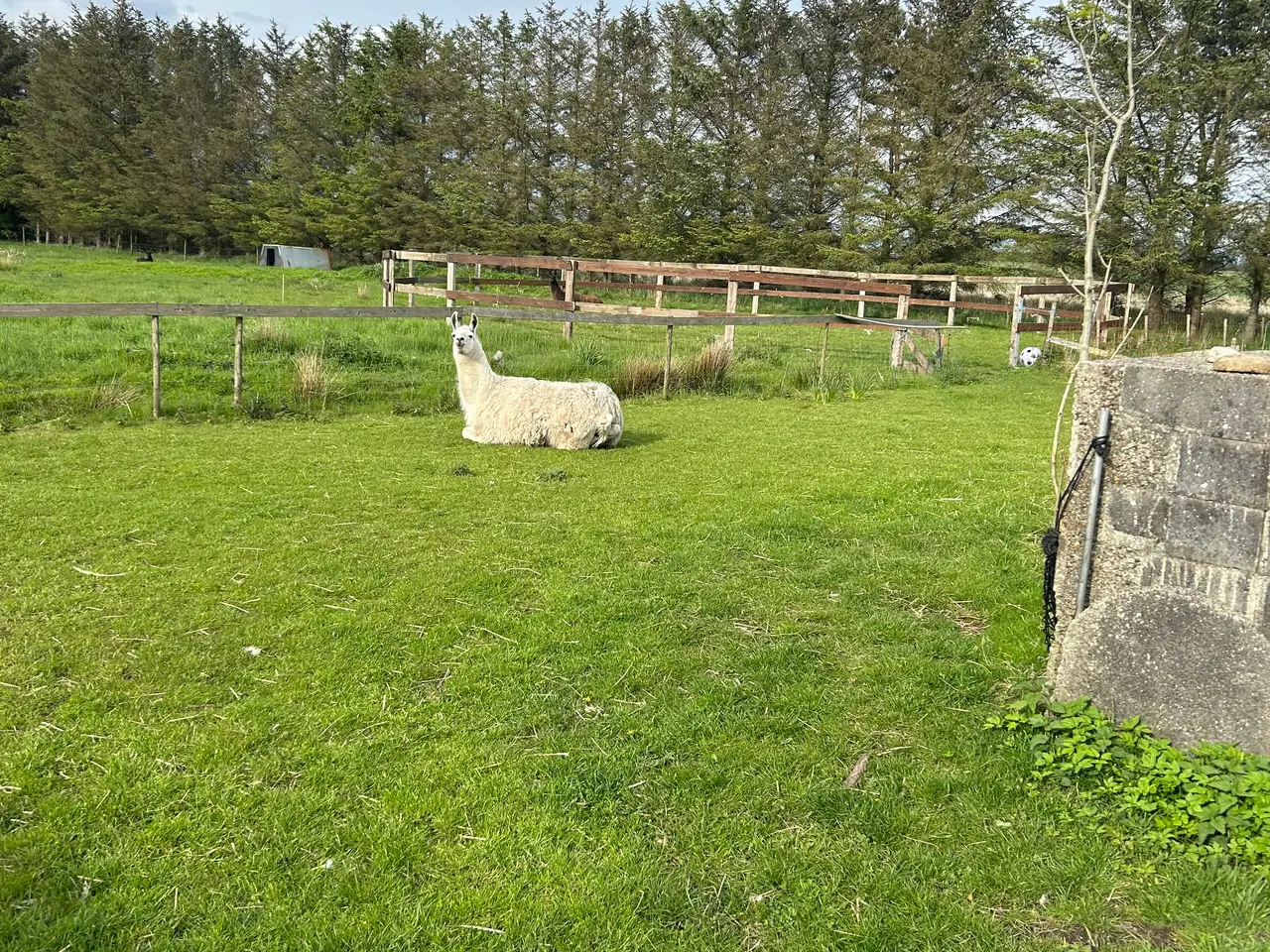 Billede 3 - Lama par