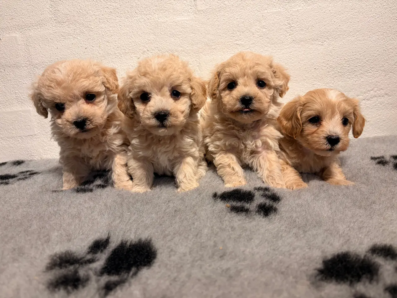 Billede 2 - Se smukkeste små mini Maltipoo babyer 