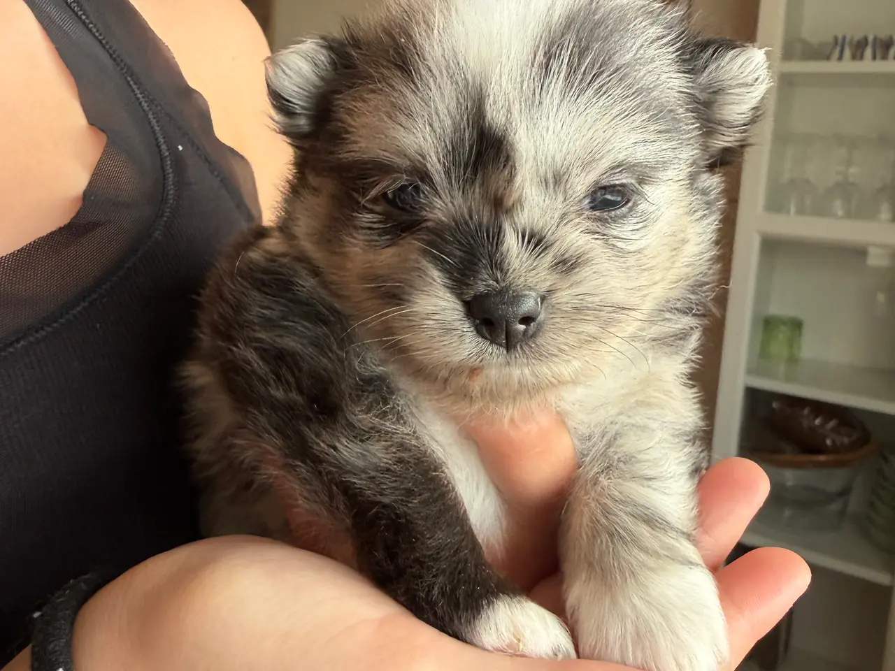 Billede 2 - Pomchi drenge 🩵🩵
