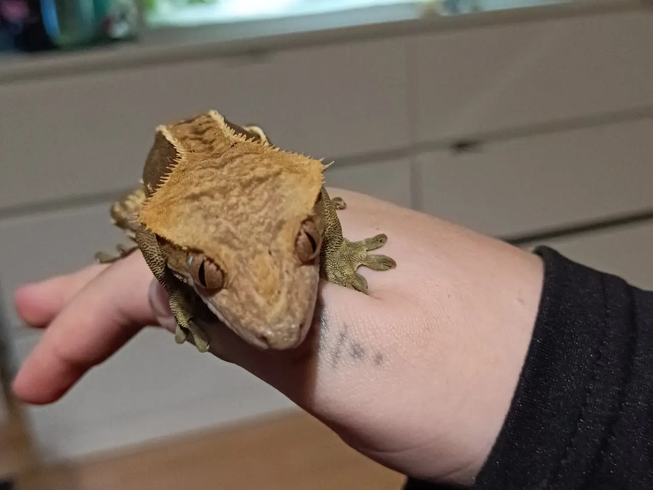 Billede 2 - Han Krone Gecko