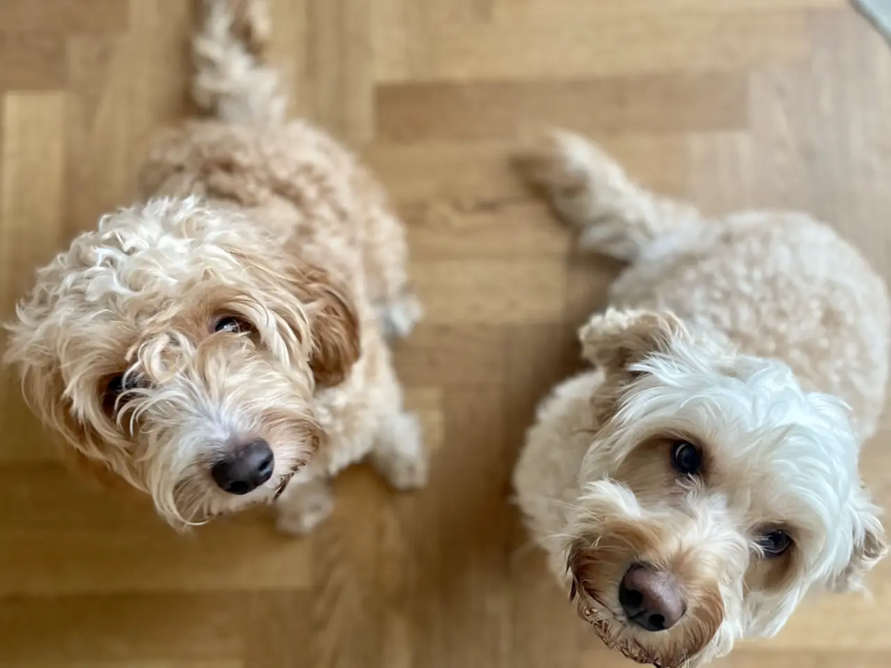 Billede 6 - Cockapoo hvalpe salgsklar 15 august