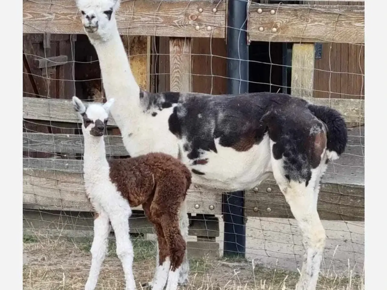 Billede 11 - Alpaca, 2 stk. 4.000 - 6.000