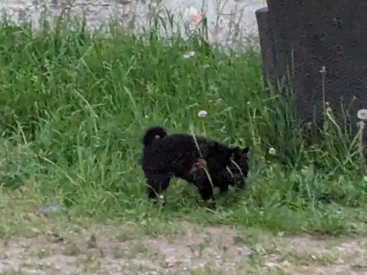 Billede 2 - Schipperke hvalp 