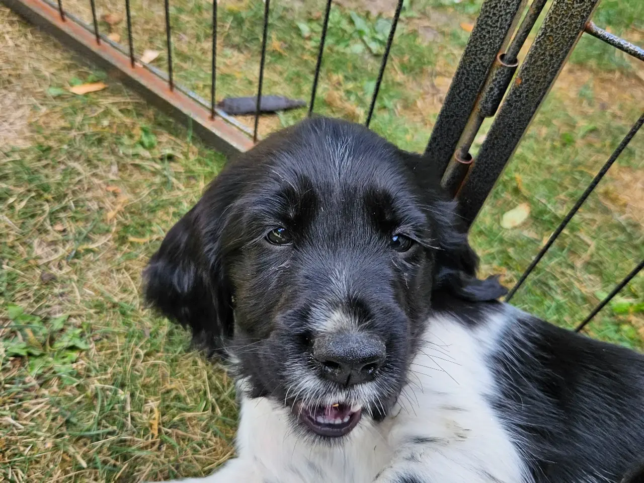Billede 4 - Engelsk springer spaniel