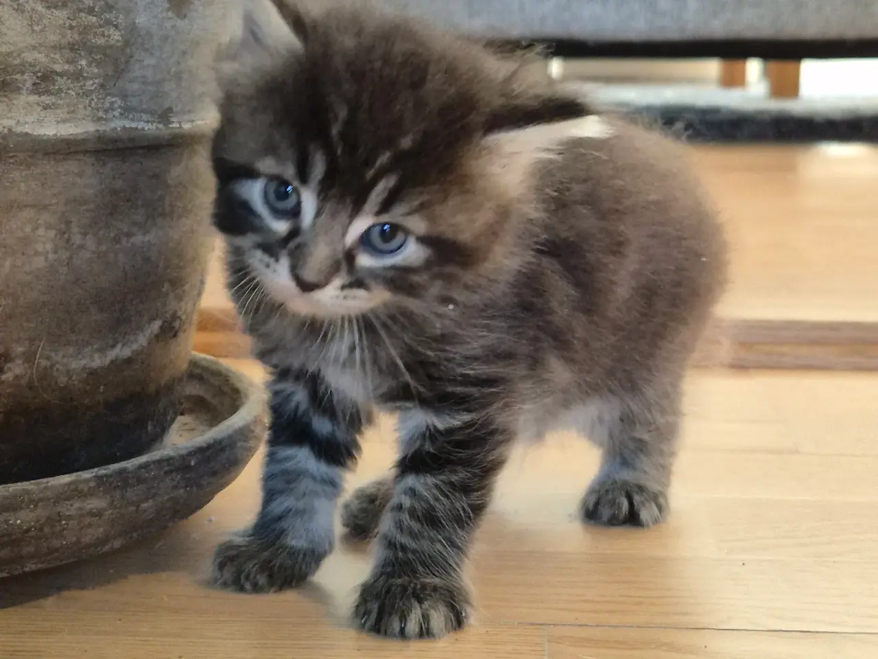 Billede 5 - Maincoon blanding