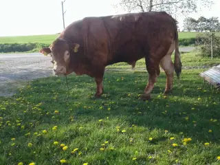 Limousine løbetyr