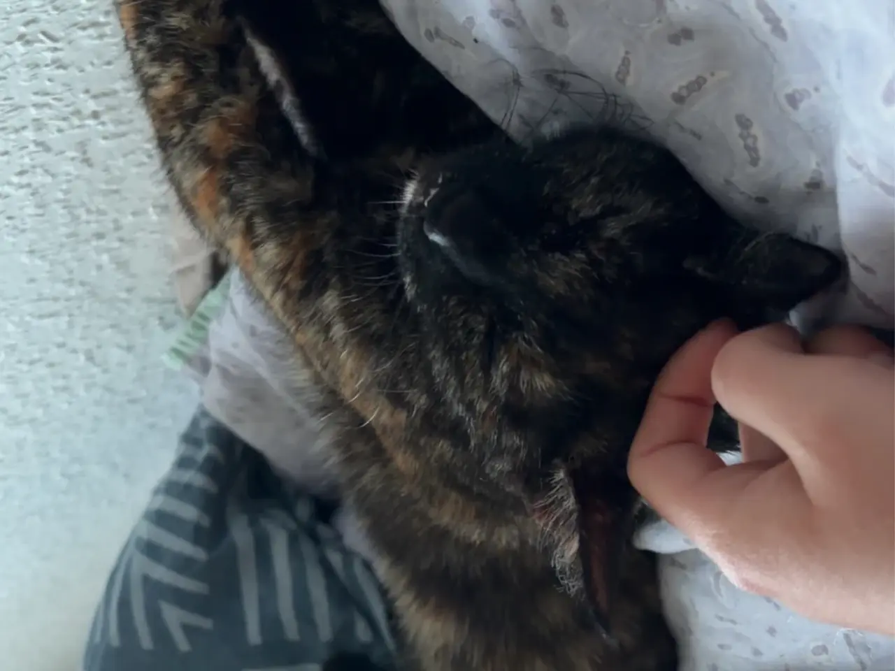 Billede 11 - Søde Chloe/den sorte søger sit for evigt hjem 💕 