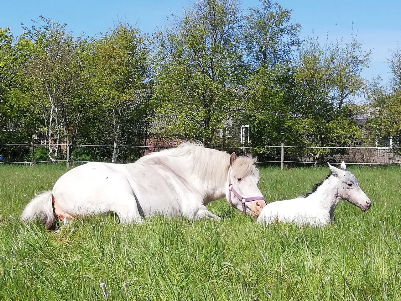 Billede 12 - Knabstrupperpony til ridning eller avl