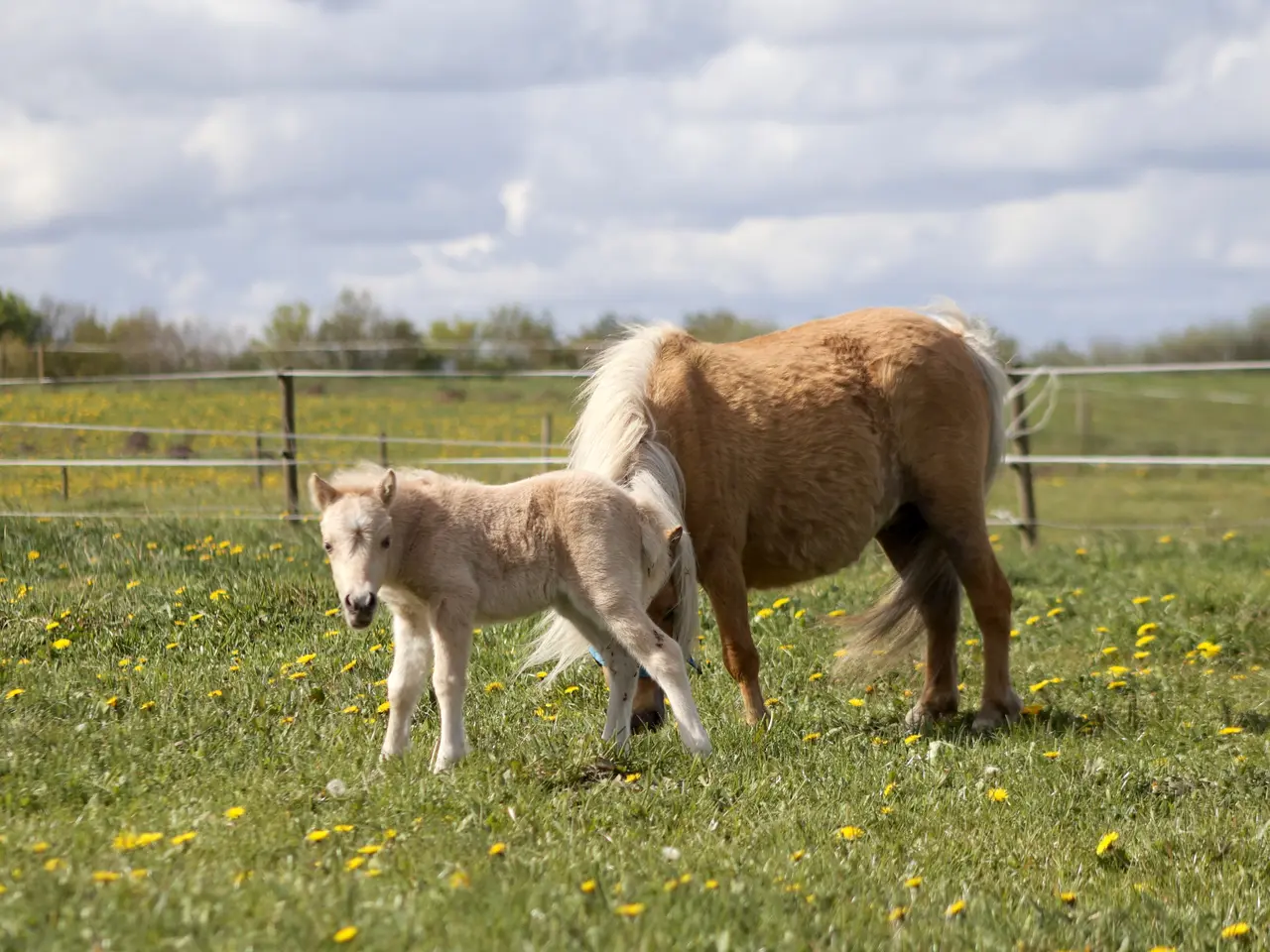 Billede 2 - Shetlands Palomino hoppeføl