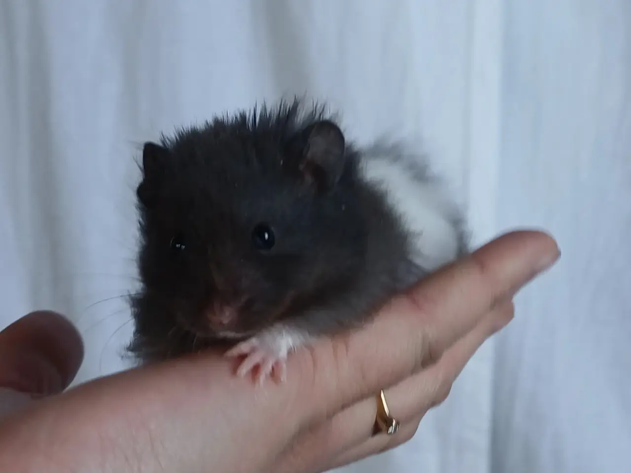 Billede 9 - Guldhamster unger