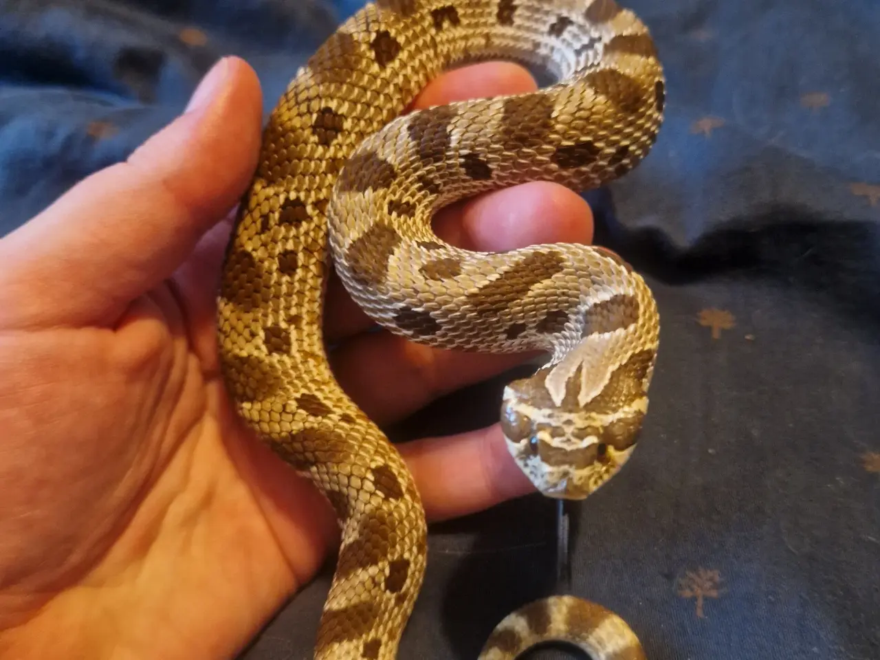 Billede 1 - 1.0 Trynesnog Anaconda (conda) (med eller uden ter