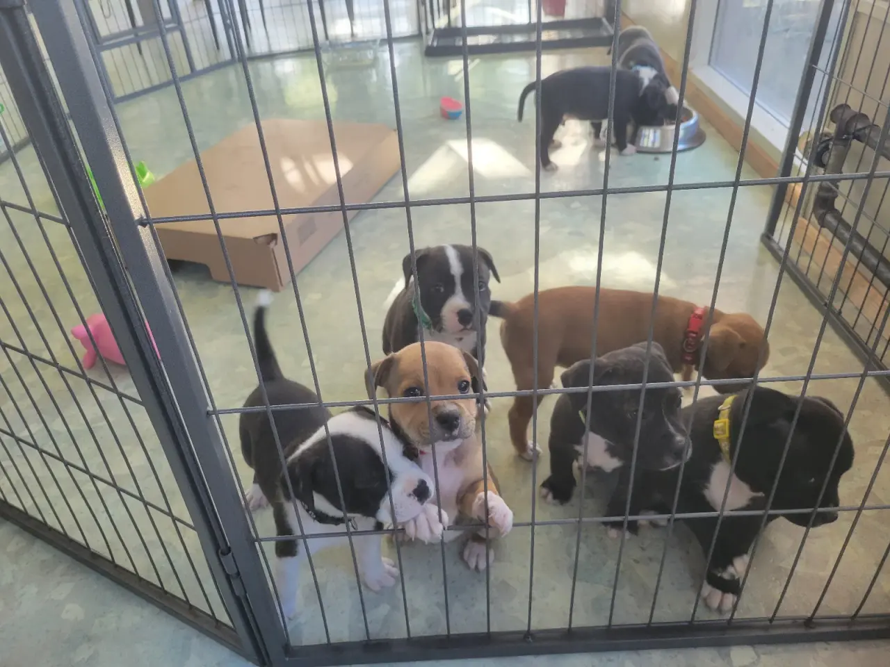 Billede 1 - Staffordshire Bull Terrier hvalpe