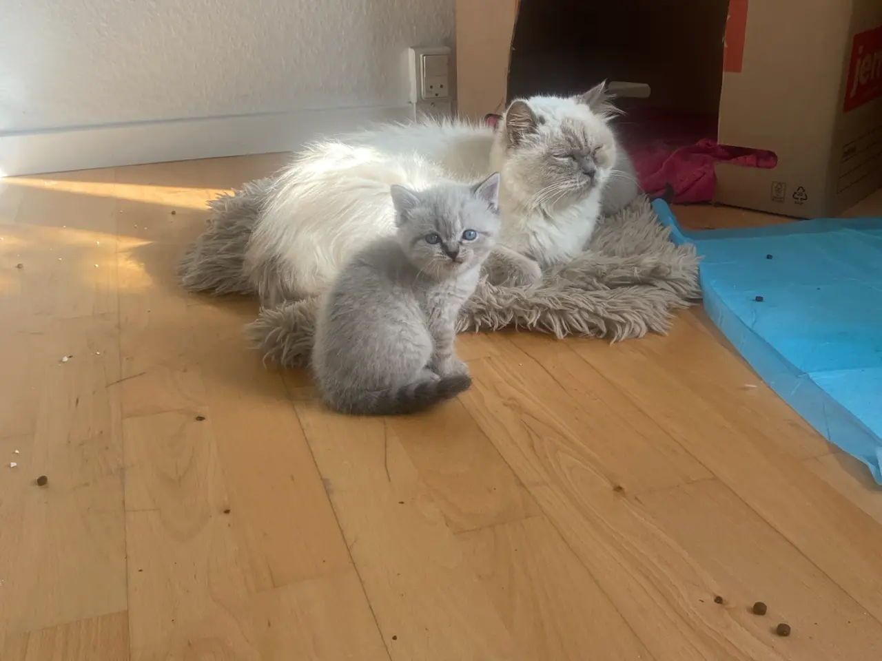 Billede 10 - Flotte ragdoll killinger 