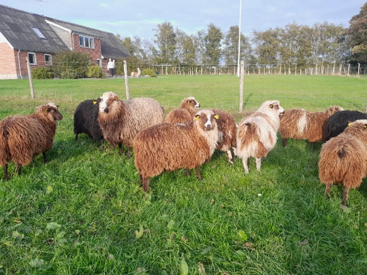 Billede 7 - Rolige og farverige spælsau lam sælges