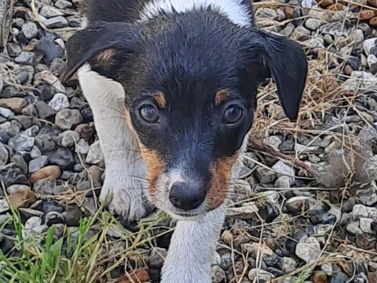 Billede 2 - Dansk svensk gårdhund hvalper