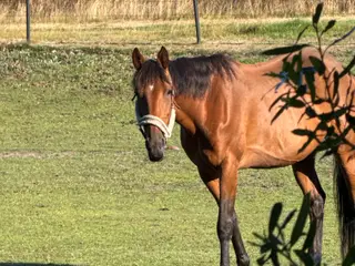 Dejligste hest !
