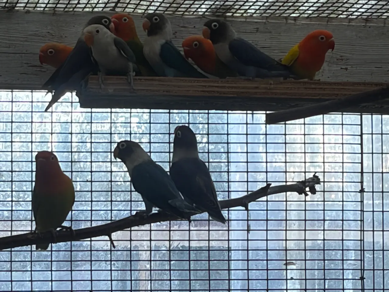 Billede 2 - Rødhovedet dværgpapegøjer