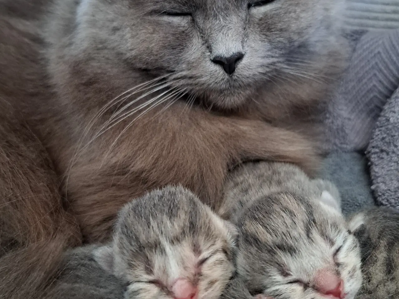 Billede 1 - 🐱 Søde killinger søger kærlige hjem 🐱