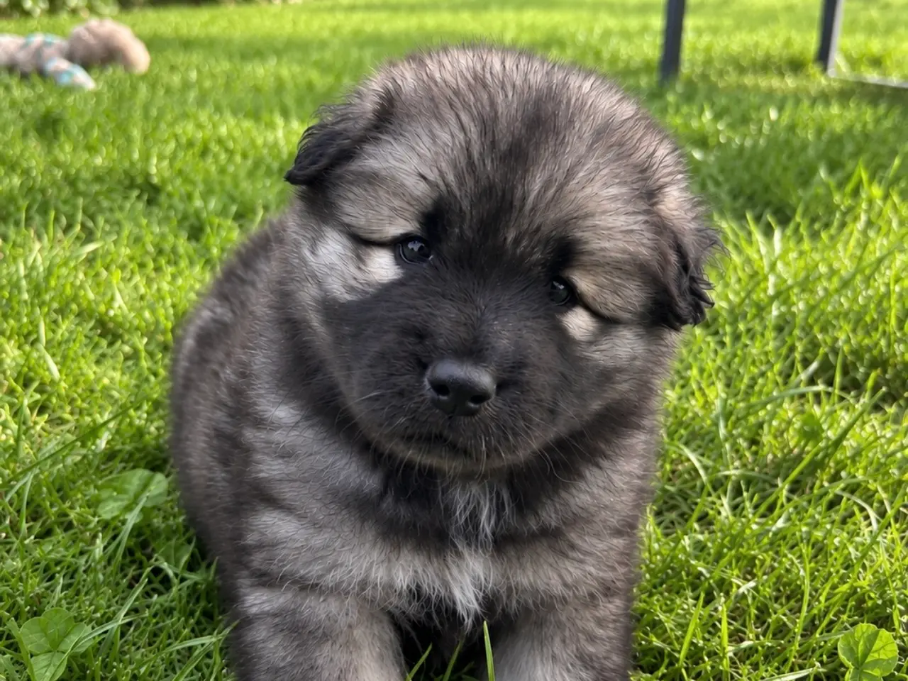 Billede 3 - Skønne samojede/eurasier-hvalpe søger kærlige hjem