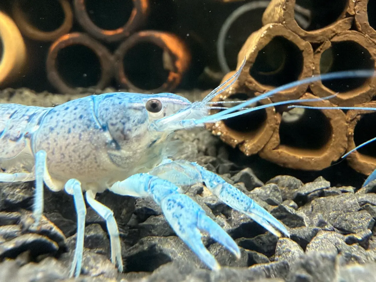 Billede 11 - đ±Wow FLOTTE BlĂ„ Florida Krebs Procambarus alleni