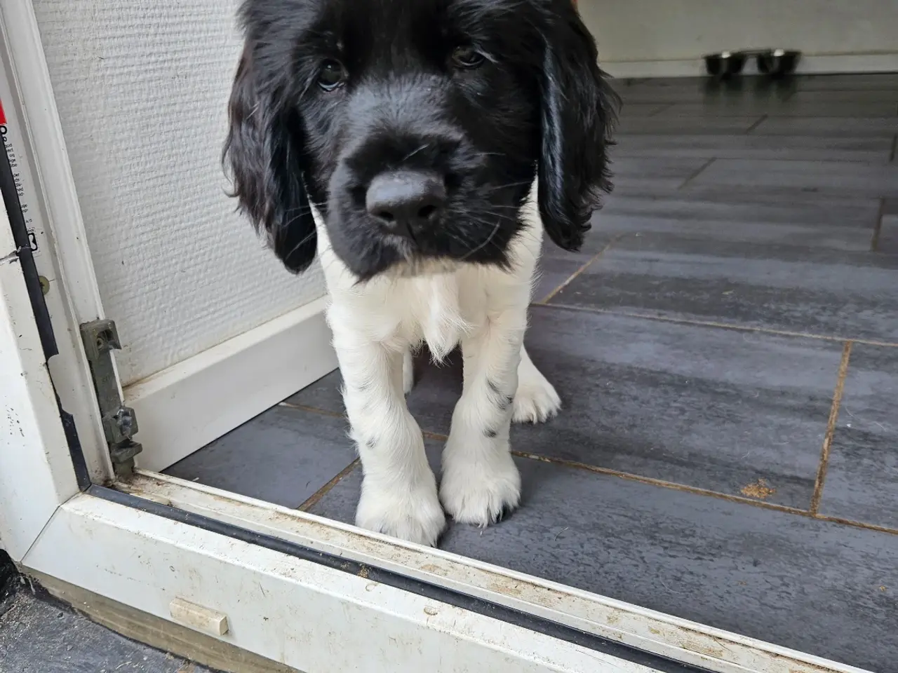 Billede 16 - Engelsk springer spaniel