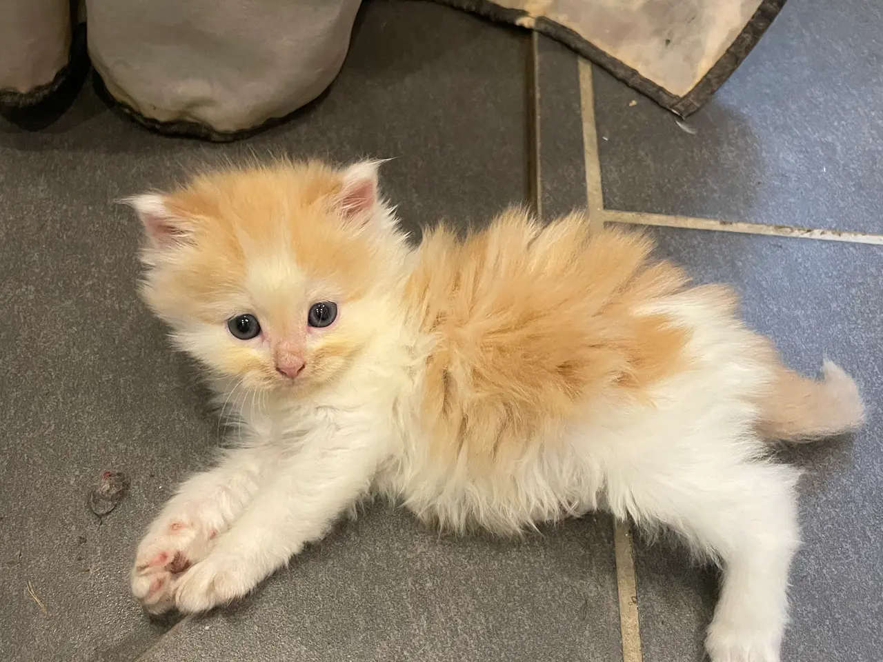 Billede 4 - Maine coon/ragdoll killinger