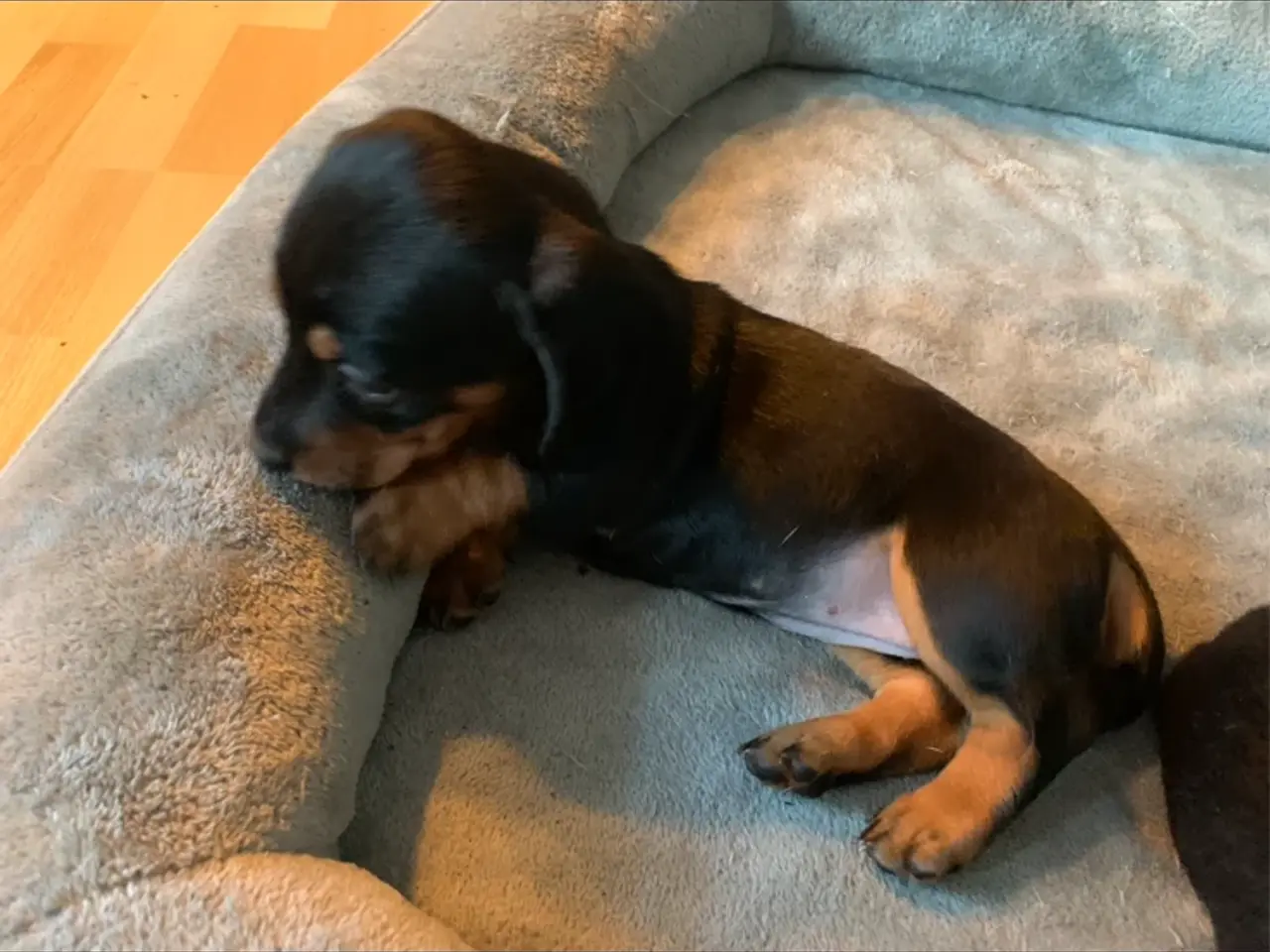 Billede 10 - 3 små miniature - dachshund- hvalpe
