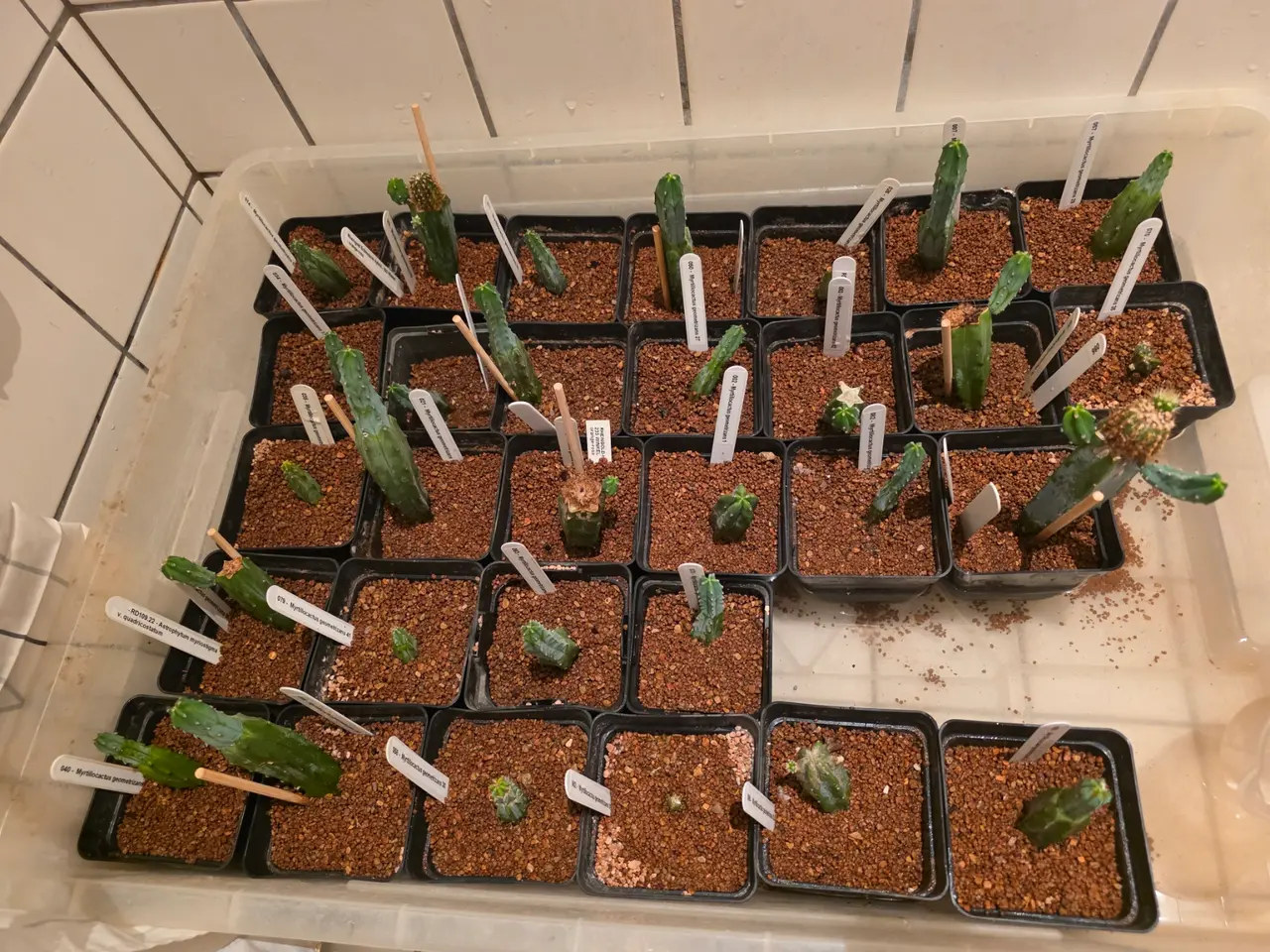 Billede 1 - Myrtillocactus geometrizans - Kaktus