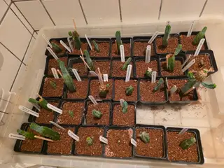 Myrtillocactus geometrizans - Kaktus