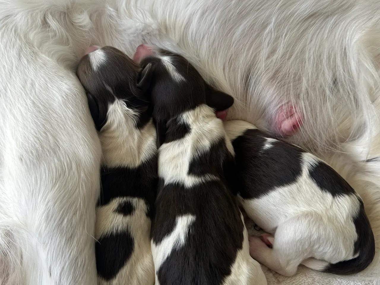 Billede 4 - FT springer spaniel hanhund med stamtavle