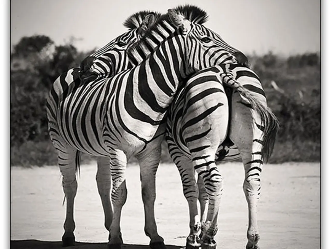 Billede 2 - Plakat Zebrakram 50x70cm
