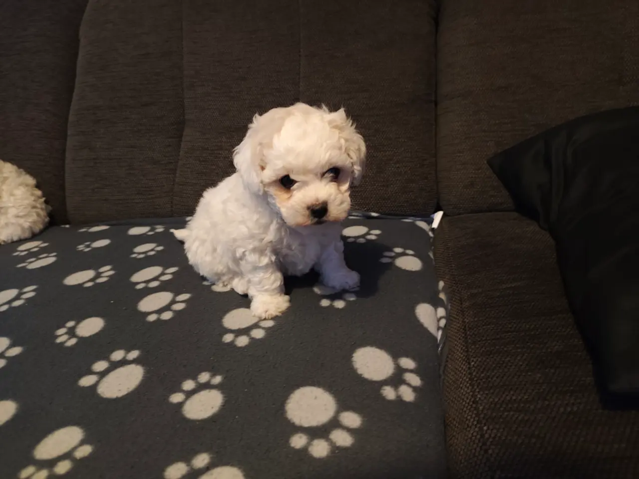 Billede 3 - Bichon Frise