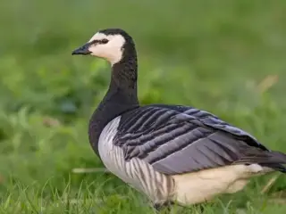 Bramgæs