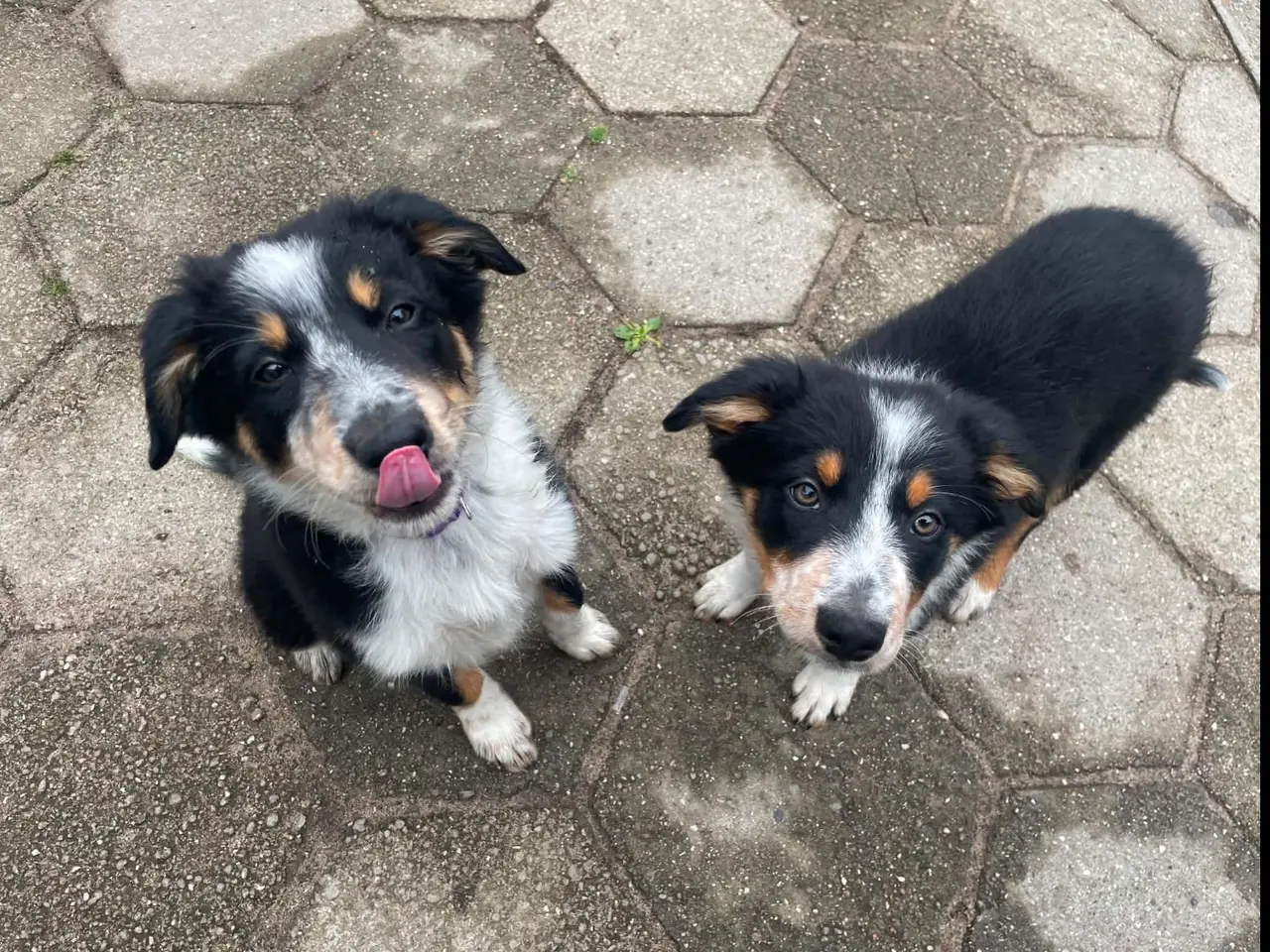 Billede 5 - Border Collie hvalpe 