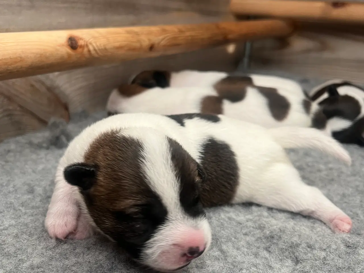 Billede 4 - Skønneste Jack russel hvalpe